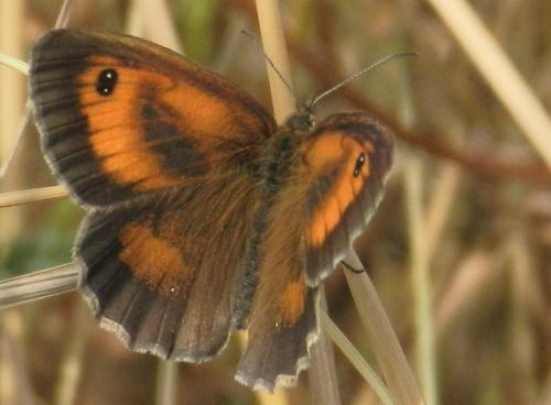 Réf. 235 397 : Pyronia tithonus